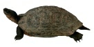 Pet sitting image 3